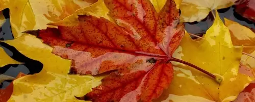 The Enigma of Autumn's Red Leaves: Scientists Divided on the Cause