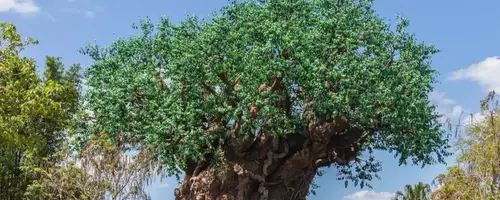 A Magical Family Journey: Discovering Unity at Disney's Animal Kingdom