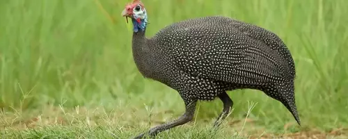 The Curious Journey of the Turkey: From Ancient America to Thanksgiving Tables and Everyday Expressions
