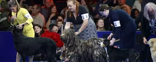 Soleil, Belgian Sheepdog, Crowned Best in Show at National Dog Competition