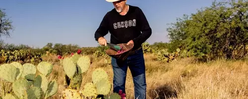 Tucson: A Culinary Journey Through the Sonoran Desert