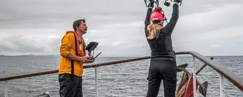 Unlikely Allies: Orcas and Dolphins Collaborate in Salmon Hunt