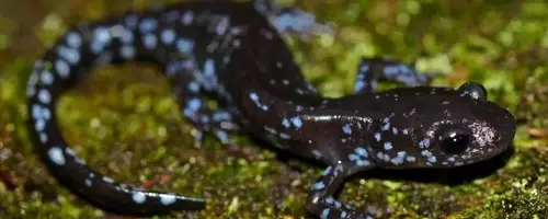 Salamanders' Remarkable Cold Tolerance Discovered
