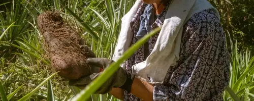 The Global Craze for Ube: Philippine Farmers Struggle to Meet Demand