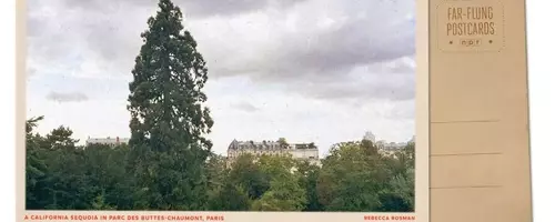 A Majestic Sequoia: Paris's Hidden Giant