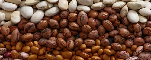 The Quest for the Flatulence-Free Bean: A Scientific Investigation