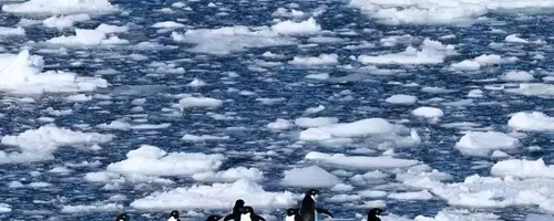 Climate Change Forces Antarctic Penguins to Breed Earlier