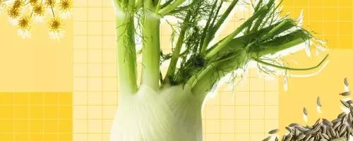 Exploring Fennel: A Culinary Guide to Its Versatility and Uses