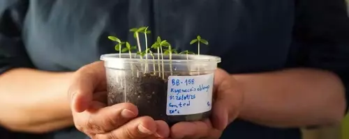 Chile's Desert Vault: Safeguarding Plant Diversity Amidst Climate Change