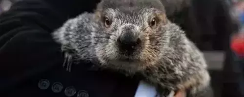 Groundhog Day: Punxsutawney Phil's Annual Winter Prediction
