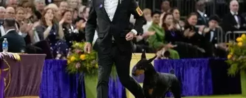 Penny the Doberman Claims Top Honors at 150th Westminster Dog Show