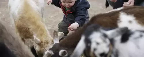 The Etymological Journey of 'Kid': From Goats to Children