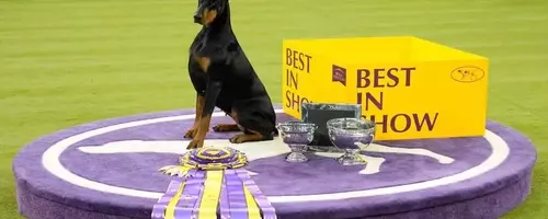 Doberman Pinscher 'Penny' Crowned Best in Show at 150th Westminster Dog Show