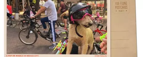 Mexico City's Sunday Cycling Extravaganza: A Dog's Delight