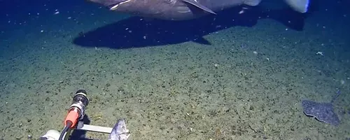 Rare Deep-Sea Shark Sighting in Antarctic Waters