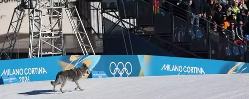 Unexpected Canine Interruption at Winter Olympics Cross-Country Event