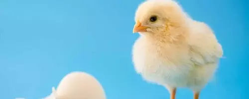 Chicks Show Innate Sound-Shape Connection Like Humans