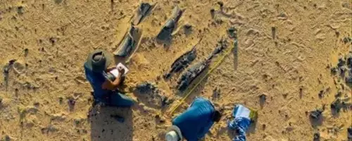 New Dinosaur Species Discovered with Unique Horn and Aquatic Lifestyle