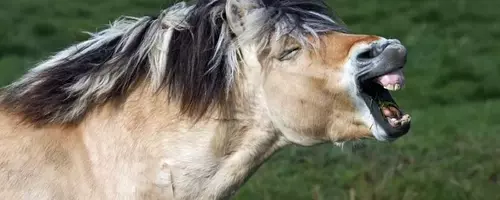 Understanding the Bimodal Nature of Horse Whinnies