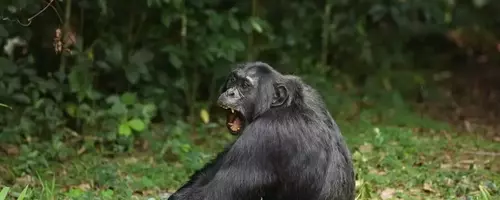 Chimpanzee's Diet of Fermented Fruit Offers Clues to Human Alcohol Affinity