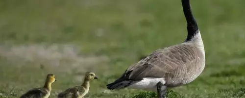 The Amazing Journey of Geese: Migration and Survival