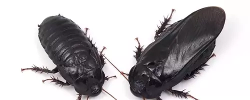 Cockroaches Show Evidence of Long-Term Pair Bonding Through Unique Ritual
