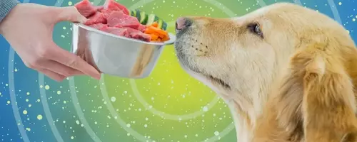 Fresh Dog Food: A Detailed Analysis of Its Benefits and Drawbacks