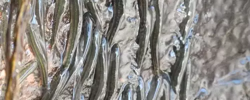 The Amazing Feat of Waterfall-Climbing Fish