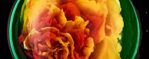 The Art of Jelly: Thu Buser's Edible Masterpieces
