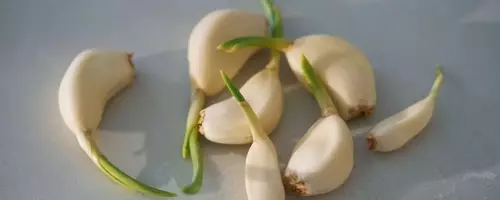 Mastering Garlic Preservation: Essential Storage Techniques for Optimal Flavor and Health Benefits