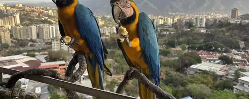 Caracas' Vibrant Macaws Face Habitat Loss Amid Urban Renewal