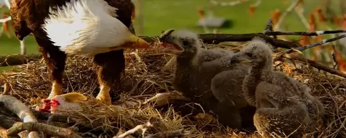 Eagle Nest Cameras: A Digital Community's Passion for Avian Life