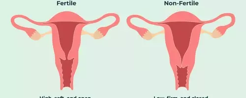 Understanding Your Cervix: A Guide to Self-Examination