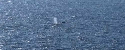 Timmy, the Humpback Whale, Returns to the Ocean After Weeks of Stranding
