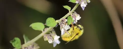 The Vital Role of Pollinators: Enhancing Human Health and Economic Stability