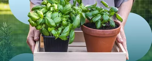 Cultivating Culinary Herbs: A Guide for Home Gardeners