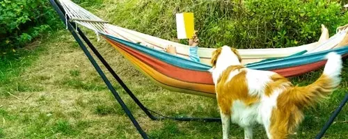 Summer Reading: Dog-Themed Books for All Ages