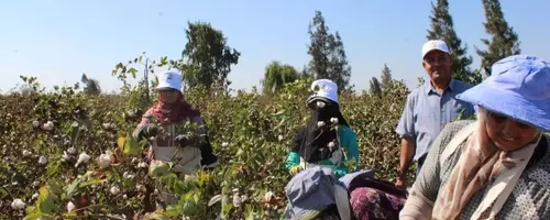 Egyptian Cotton: Weaving a Future of Traceability and Sustainability