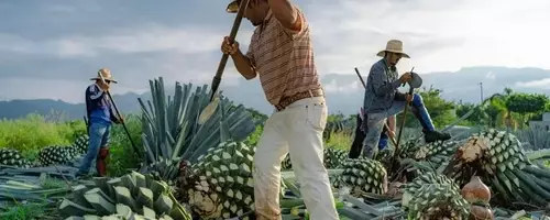The Enhanced Paloma: A Refreshing Tequila Cocktail