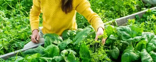 Extend the Shelf Life of Spinach for Enhanced Health Benefits
