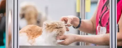 Petco's Strategic Revival: A Promising Prospect for Value Investors