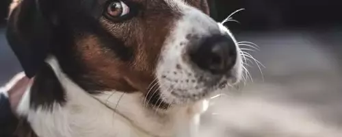 Understanding and Managing Your Dog's Flatulence