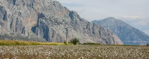 The European Cotton Revival: A Sustainable Luxury Trend