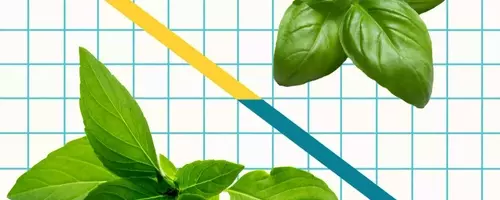Unveiling the Distinctive Characteristics of Italian Sweet Basil and Thai Basil in Culinary Arts