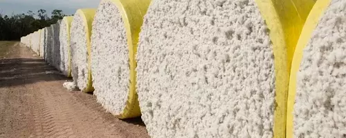 Global Cotton Trade Projected to Expand Significantly by 2028/29 Amidst Market Complexities
