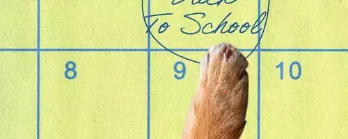 Preparing Your Canine Companion for the Back-to-School Transition