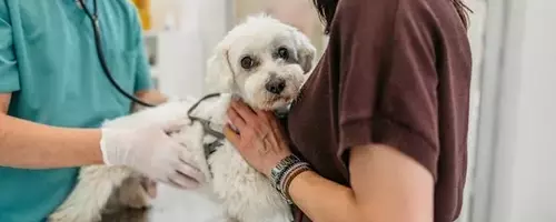 Recognizing Urgent Pet Health Issues: When to Seek Emergency Veterinary Care