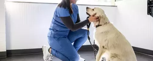 IDEXX Laboratories: Sustained Growth in the Pet Healthcare Sector