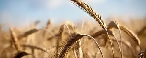 Nutrien Ltd. (NTR) Stock: A Deep Dive into Its Undervalued Potential Amidst Global Shifts