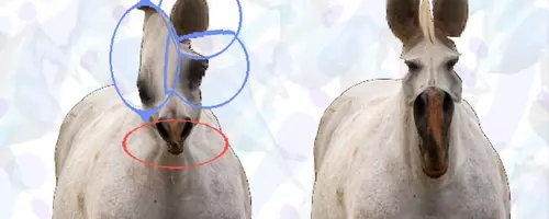 "Horse Magnifier: The Full Horse" Takes Steam by Storm with Unique Puzzle Gameplay
